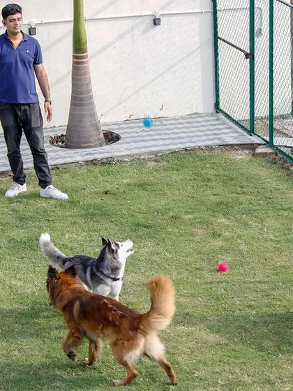 Playtime is serious business here! We make sure all our guests, from the energetic huskies to the playful retrievers, get plenty of time to run, fetch, and socialize safely in our secure play area.