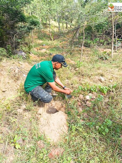 A member of our team demonstrates the correct planting technique to volunteers at the Jaunapur City Forest. We provide guidance and support to ensure every tree is planted for success.