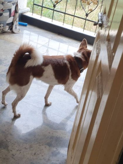 The Urban Dawg - In-Home Dog Boarding Home Comforts: No Cages, Just Cuddles photo 12