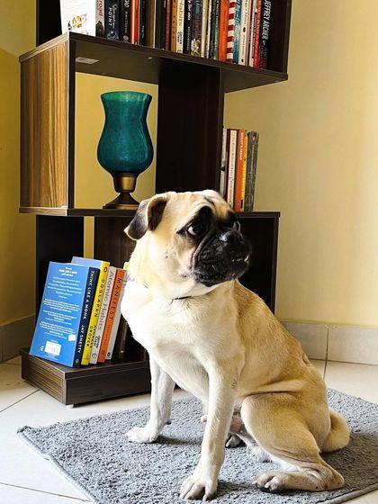 PL Paws - Dog Adoption Services Happy Tails: Our Adoptees in Their Forever Homes photo 122