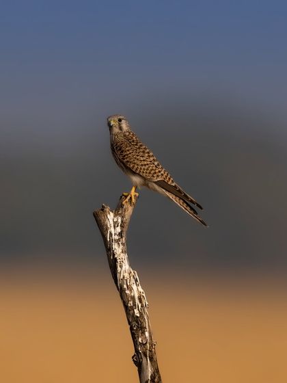 A tight portrait of the common kestrel. The clean, two-toned background makes the bird stand out, and the direct gaze is very engaging.