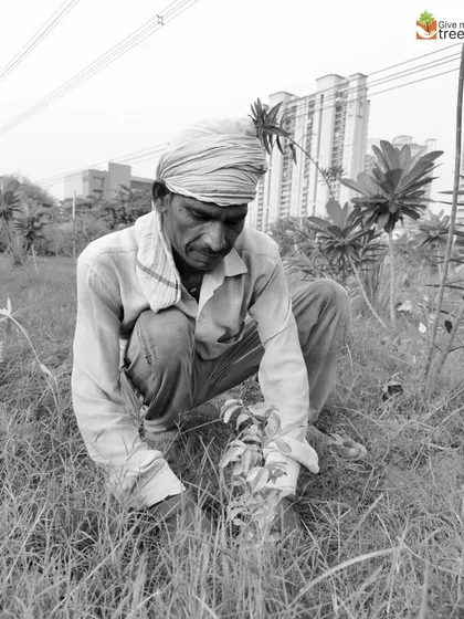 A member of our field team tending to a young plant. The daily, consistent care provided by our on-ground workers is what ensures our forests survive and thrive.