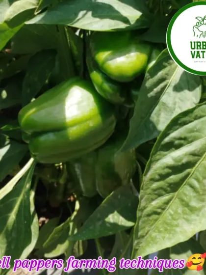 Bell peppers growing abundantly on the plant.