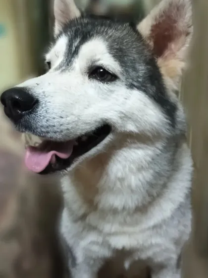 This is Casper now, a handsome Husky, fully recovered and happy. This is the power of giving a rescue a chance.