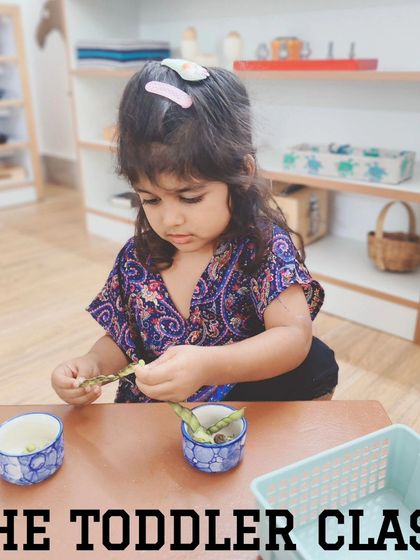 A toddler is completely focused on shelling beans. This practical life activity requires concentration and develops the pincer grasp, which is essential for learning to write.