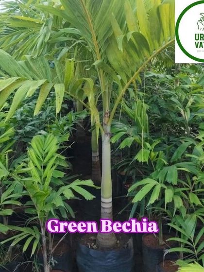 The Green Bechia palm is another beautiful variety I offer for landscaping.