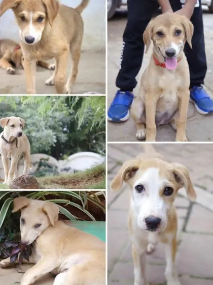 Another collage showcasing the adorable faces and playful moments of the Kanakapura Road puppies who are in urgent need of adoption.