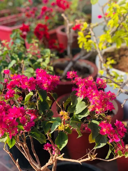 The vibrant bougainvillea in full bloom. The rooftop garden is always changing with the seasons, offering a beautiful natural backdrop.