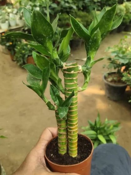 A young Lucky Bamboo plant. This is another plant that is considered to bring good fortune and is very easy to care for in water or soil.