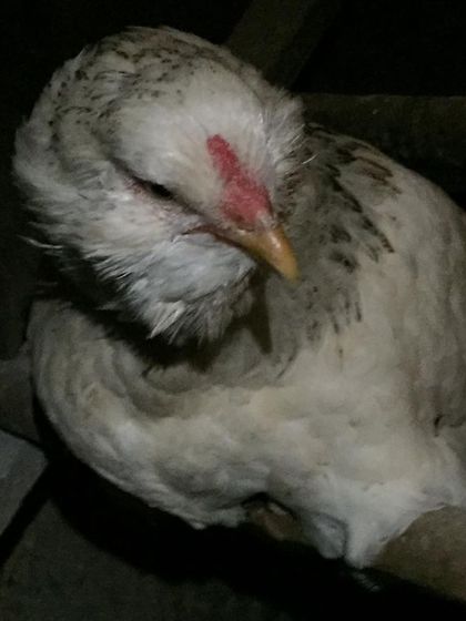 An Ameraucana hen, known for laying blue or green eggs, roosting for the night. These are wonderful additions to any backyard flock.