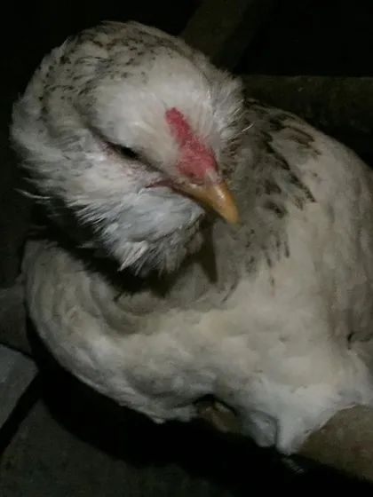 An Ameraucana hen, known for laying blue or green eggs, roosting for the night. These are wonderful additions to any backyard flock.