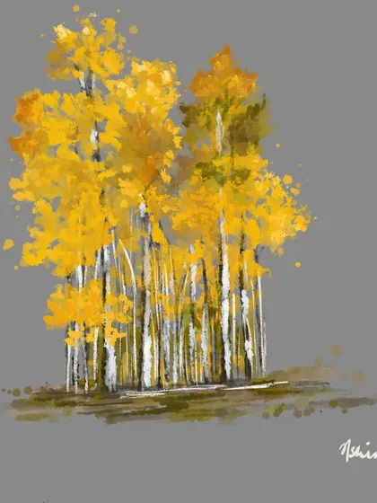 A study of yellow aspen trees against a grey background. This exercise in color and form helps me perfect my technique for creating vibrant and lively nature illustrations.