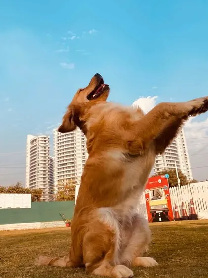 This pup looks like he's ready for takeoff. We love capturing these moments of pure, uninhibited joy.