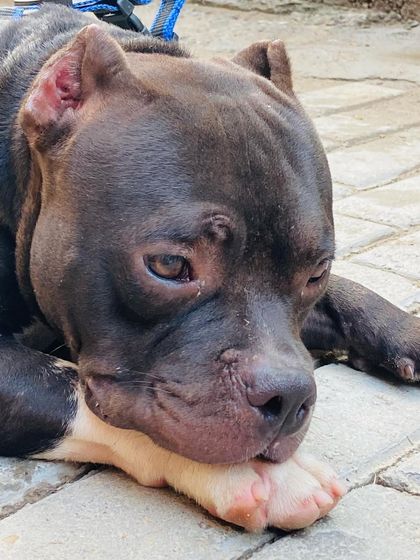 A close-up of Sultan's expressive face. You can see the intelligence and gentleness in his eyes, breaking the stereotypes about bully breeds.