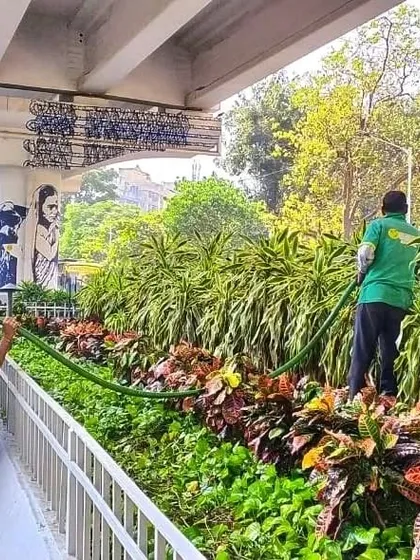 This is the "One Green Mile" landscape project, which I developed and now maintain. My team is watering the colorful Croton and other foliage plants that bring so much life and color to this public space in Mumbai.