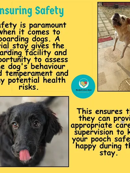 Safety is my number one priority. A trial gives me the chance to assess your dog's temperament and behavior, ensuring I can provide the right care and supervision to keep them safe.
