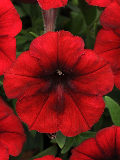 A deep, velvety red petunia that exudes elegance. This rich color makes a powerful statement in containers or as a border in a garden bed.