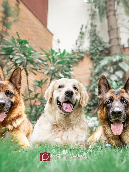 Pragalbh - Fine Art Pet Photography Outdoor Adventures photo 11