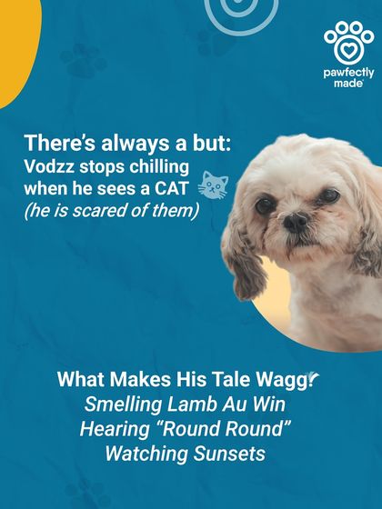 Pawparazzi presents our chill guy, Vodka! He's cool and calm, but stops chilling the moment he sees a cat.