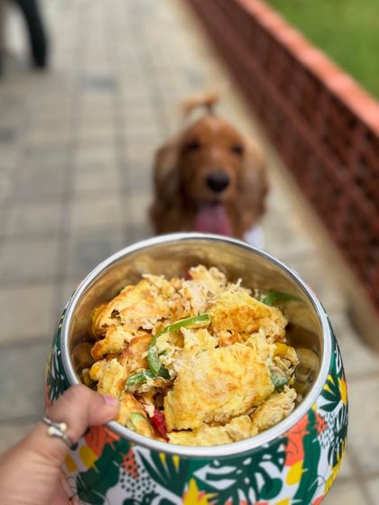 Even the food at Therpup Resort is drool-worthy. Posto couldn't take his eyes off this delicious-looking meal.