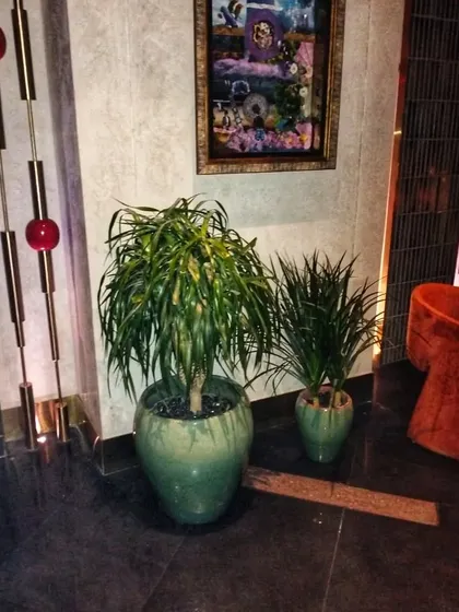 Two different types of Dracaena plants paired together in matching green pots. This shows how we mix textures and sizes to create a cohesive yet interesting plant arrangement.