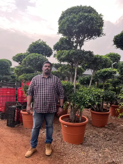 Here I am, personally handpicking specimen trees for an upcoming project. This personal involvement is at the core of our family business, ensuring every plant meets our high standards and perfectly fits the design vision.