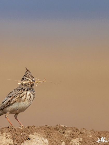 A Crested Lark with nesting material in its beak that looks like a moustache. These larks are known for their prominent, spiky crest.