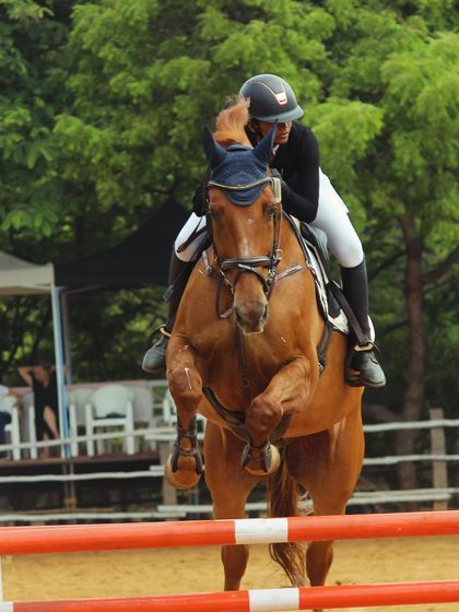 An action shot from the Auroville Horse Show, capturing the power and focus of a horse and rider as they clear an obstacle.