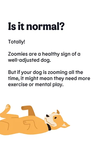 Is it normal? Totally! Zoomies are a healthy sign. But if it's happening all the time, it might be a cue that your dog needs more exercise or mental stimulation.