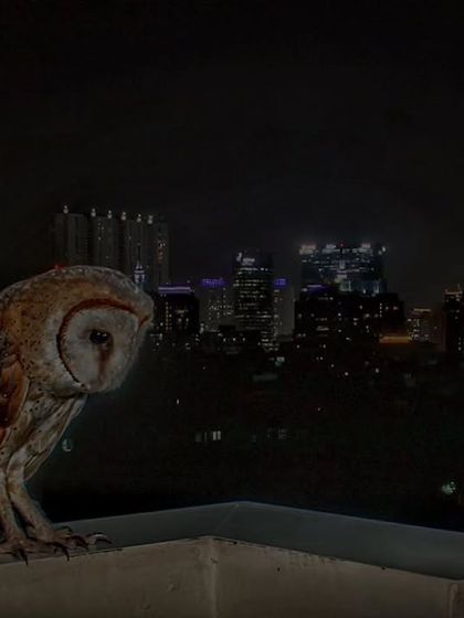A composite of our 2023 work, showing a Barn Owl on a balcony, a result of our venture into remote photography and camera trapping.