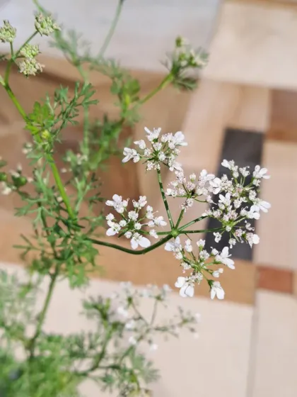 Bhardwaj - Urban Gardening Consultation Grow Your Own Organic Vegetables photo 9
