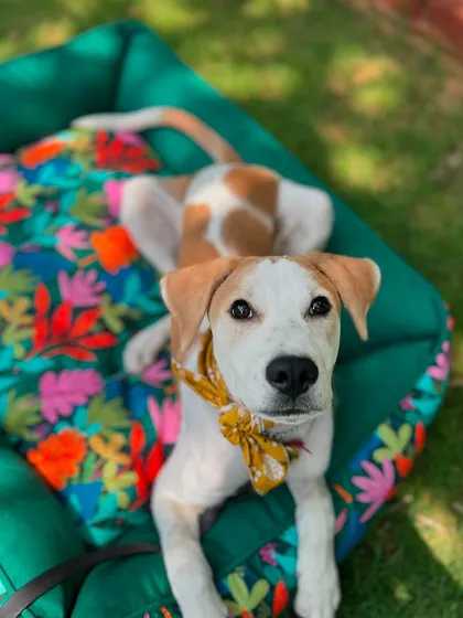 Hero, a 4-month-old Indie, relaxing on his colorful bed. Our program includes potty training and confidence building.