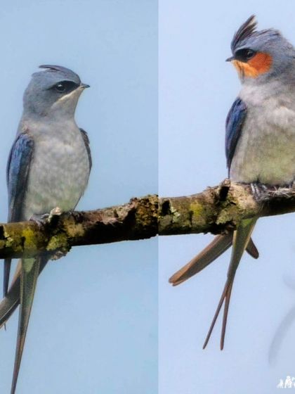 A collage showing the Crested Treeswift. These aerial birds are closely related to true swifts but have a prominent crest.