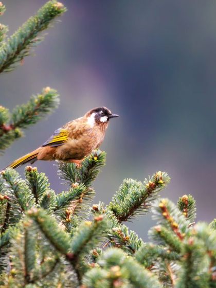 A Black-faced Laughingthrush perched in a fir tree in the Eastern Himalayas. These birds are often found in small, noisy groups foraging through the forest.