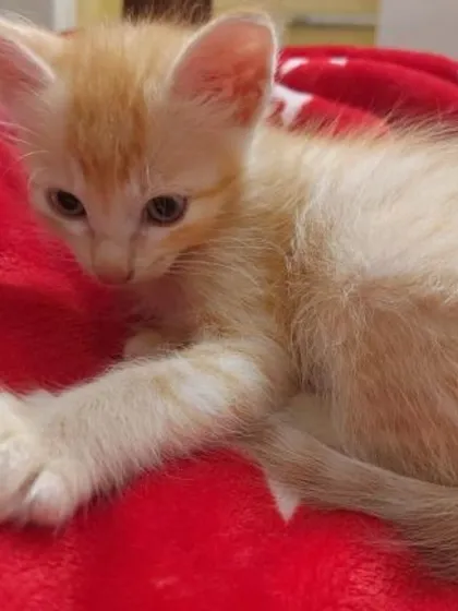 A fluffy one-month-old orange female kitten resting on a red blanket. She and her grey tabby sister are looking for a home in Jayanagar.