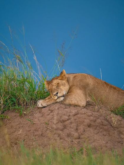 A lioness finds a comfortable throne on a termite mound, drifting into a peaceful slumber under the vast African sky.