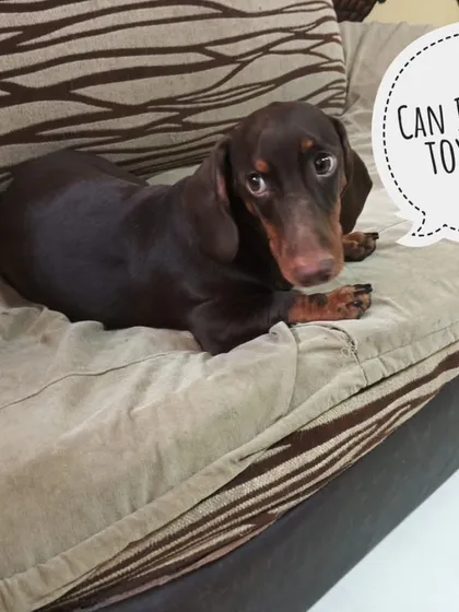 Can I get that toy pwese? That look is impossible to say no to.