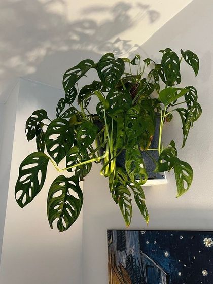 Hygrinz - Garden Design & Landscaping Our Plant & Flower Showcase photo 3