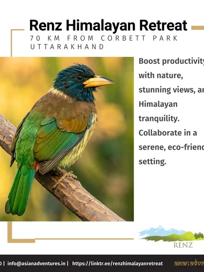 The Great Barbet, a colorful Himalayan bird, is a frequent visitor at Renz Himalayan Retreat. Our lodges are strategically located in prime birding habitats, making them ideal for corporate retreats focused on nature.