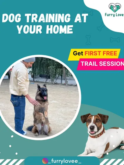 Get a free trial session to see my training methods in action. I am confident that you will see the value in my approach to creating a well-behaved dog.
