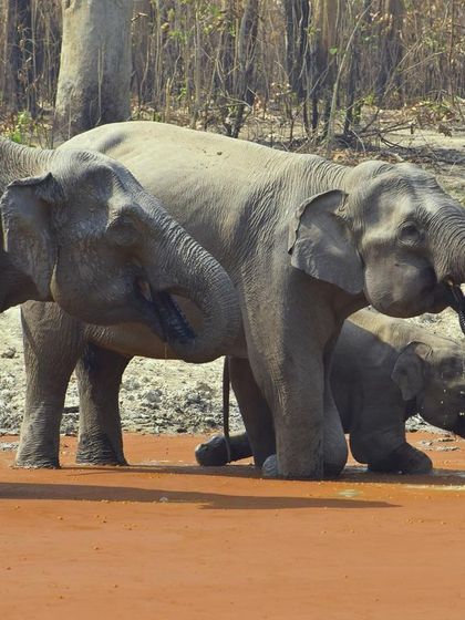 Manya Upadhyay - Travel & Documentary Photography Wildlife Encounters photo 5