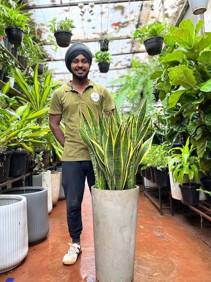 Colorful & Exotic Foliage photo 24