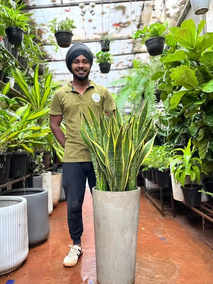 Basic, yet fantastic. The beloved Snake Plant, with its sleek, upright leaves, is a striking addition to any decor. It's also a top air purifier, making it as functional as it is beautiful.
