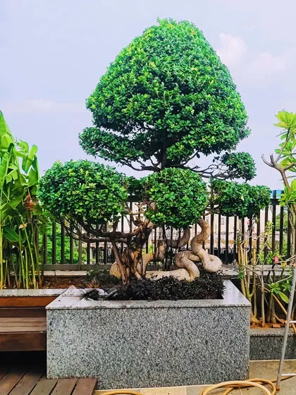 This sculpted topiary is an example of our artistic planting services. We can create unique, living sculptures that serve as a stunning focal point for any high-end residential or commercial garden.