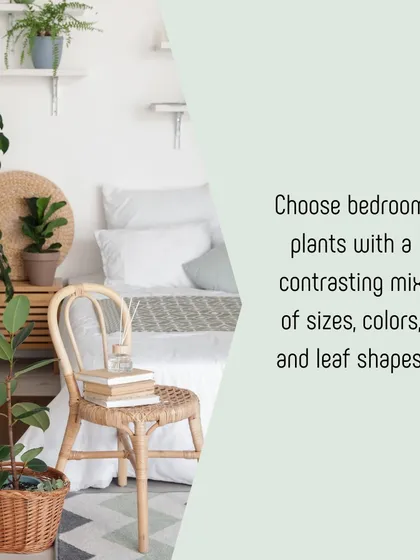 For bedroom plant styling, we recommend using a mix of plant sizes, colors, and leaf shapes. Here, a floor plant and smaller potted plants on shelves and furniture create a layered, tranquil look.