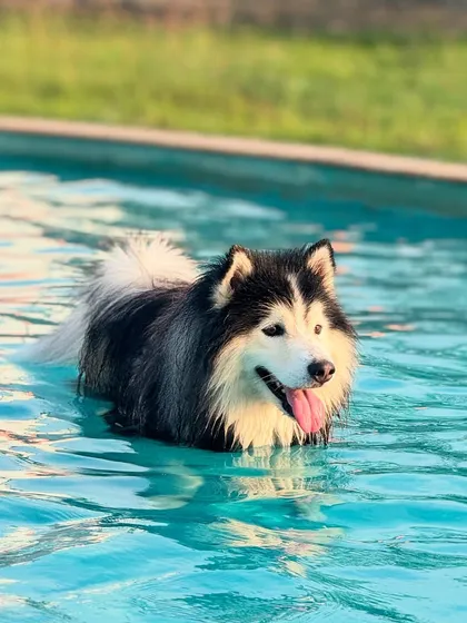 A perfect way to beat the Bangalore heat. Our in-ground swimming pool is a favorite spot for pups of all shapes and sizes, whether they're seasoned swimmers or just learning to dip their paws.