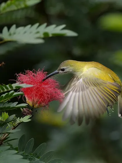 A Little Spiderhunter in flight, its wings spread as it sips nectar. The motion captured in the wings conveys a sense of delicate energy.
