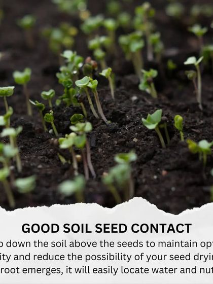 Gardening for Beginners photo 9