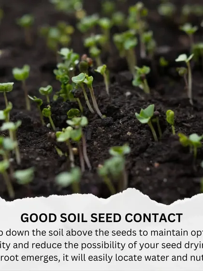 For successful germination, good soil-to-seed contact is essential. Gently tamping down the soil helps maintain humidity so the emerging root can easily find water and nutrients.