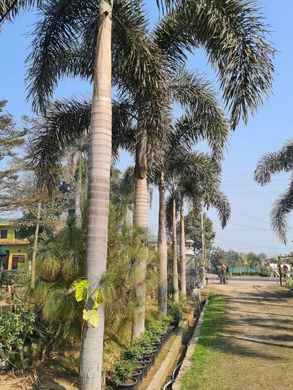 Urban Green Nursery - Wholesale Plant Nursery Large Trees & Palms photo 7